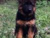 Puppies for sale Czech Republic, German Shepherd Dog