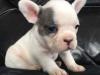 Puppies for sale France, Paris French Bulldog