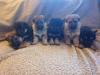 Puppies for sale Finland, Helsinki German Shepherd Dog