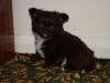 Puppies for sale Netherlands, Eindhoven Chihuahua