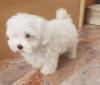 Puppies for sale Netherlands, Amsterdam Maltese