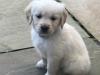 Puppies for sale Cyprus, Paphos Labrador