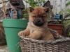 Puppies for sale Spain, Barcelona Chow Chow