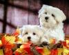 Puppies for sale Germany, Stuttgart Maltese