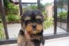 Puppies for sale Germany, Nuremberg Yorkshire Terrier