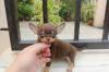 Puppies for sale Germany, Wiesbaden Chihuahua