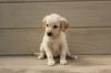 Puppies for sale United Kingdom, Sunderland Labrador