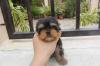 Puppies for sale Germany, Wiesbaden Yorkshire Terrier
