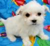 Puppies for sale Moldova, Bender Maltese