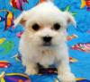 Puppies for sale Spain, Navarra Maltese