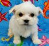 Puppies for sale United Kingdom, Birmingham Maltese