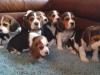 Puppies for sale Czech Republic, Beagle