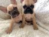 Puppies for sale Denmark, Kopenagen French Bulldog