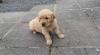 Puppies for sale Sweden, Goteborg Golden Retriever