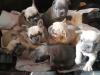 Puppies for sale Latvia, Riga French Bulldog