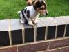 Puppies for sale France, Montpellier Jack Russell Terrier