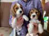 Puppies for sale Netherlands, Eindhoven Beagle