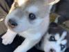 Puppies for sale Cyprus, Nicosia Haski