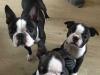Puppies for sale Greece,  Boston Terrier
