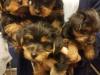 Puppies for sale Germany, Leverkusen Yorkshire Terrier