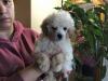 Puppies for sale Cyprus, Paphos Toy-poodle