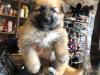 Puppies for sale Netherlands, Hemstede German Shepherd Dog