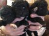 Puppies for sale Netherlands, Bergen aan Zee Toy-poodle