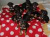 Puppies for sale Cyprus, Nicosia Doberman