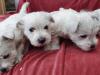 Puppies for sale Cyprus, Nicosia West Highland White Terrier