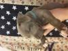 Puppies for sale Greece, Thessaloniki Staffordshire Bull Terrier