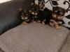 Puppies for sale Greece, Thessaloniki Yorkshire Terrier