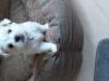 Puppies for sale Greece, Thessaloniki Maltese