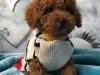 Puppies for sale Greece, Athens Toy-poodle