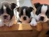 Puppies for sale Poland, Boston Terrier