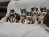 Puppies for sale Cyprus, Limassol Haski