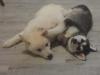 Puppies for sale Netherlands, NEC Haski