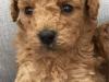 Puppies for sale Netherlands, The Hague Toy-poodle