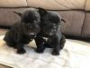 Puppies for sale Cyprus, Nicosia French Bulldog