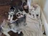 Puppies for sale Cyprus, Paphos Haski