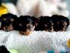 Puppies for sale Spain, Bilbao Yorkshire Terrier