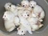 Puppies for sale Cyprus, Paphos Samoyed dog (Samoyed)