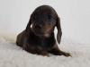 Puppies for sale Lithuania, Moletai Dachshund