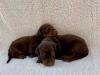 Puppies for sale Hungary, Budapest Doberman