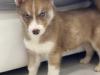 Puppies for sale Spain, Seville Haski