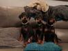 Puppies for sale Greece, Piraeus Doberman