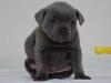 Puppies for sale Spain, Seville Staffordshire Bull Terrier