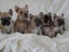 Puppies for sale Czech Republic, Brno French Bulldog