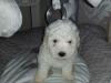 Puppies for sale Cyprus, Nicosia Bichon