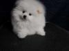 Puppies for sale Denmark, Aarhus Pomeranian Spitz
