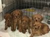 Puppies for sale France, Lille Toy-poodle